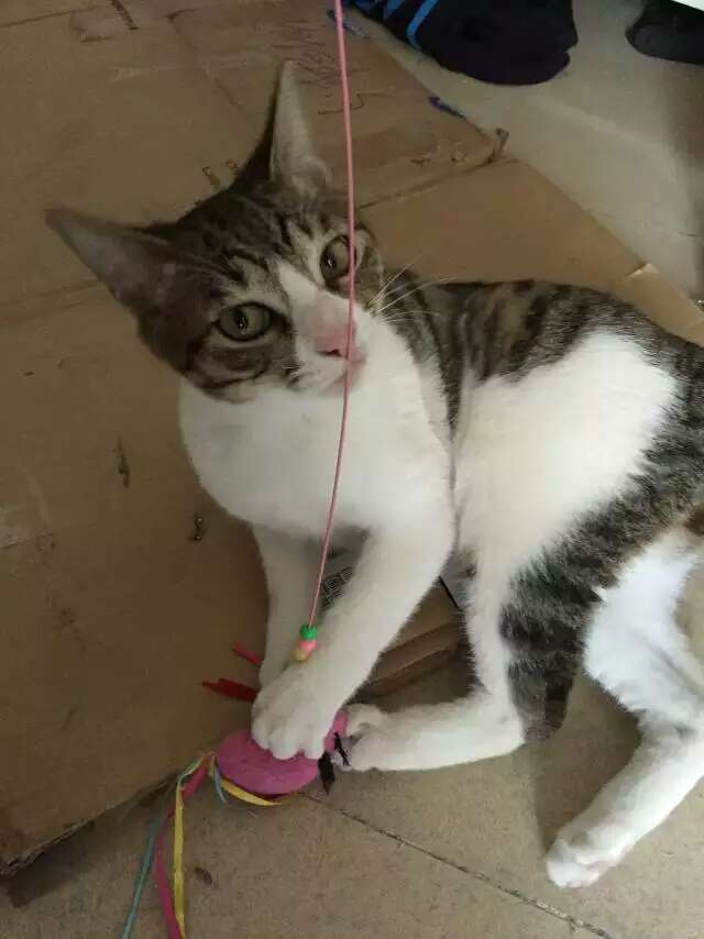 跳梁小丑的狗二蛋