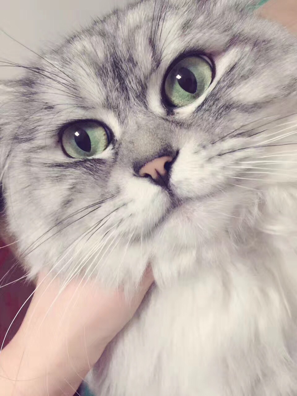 大猫猫