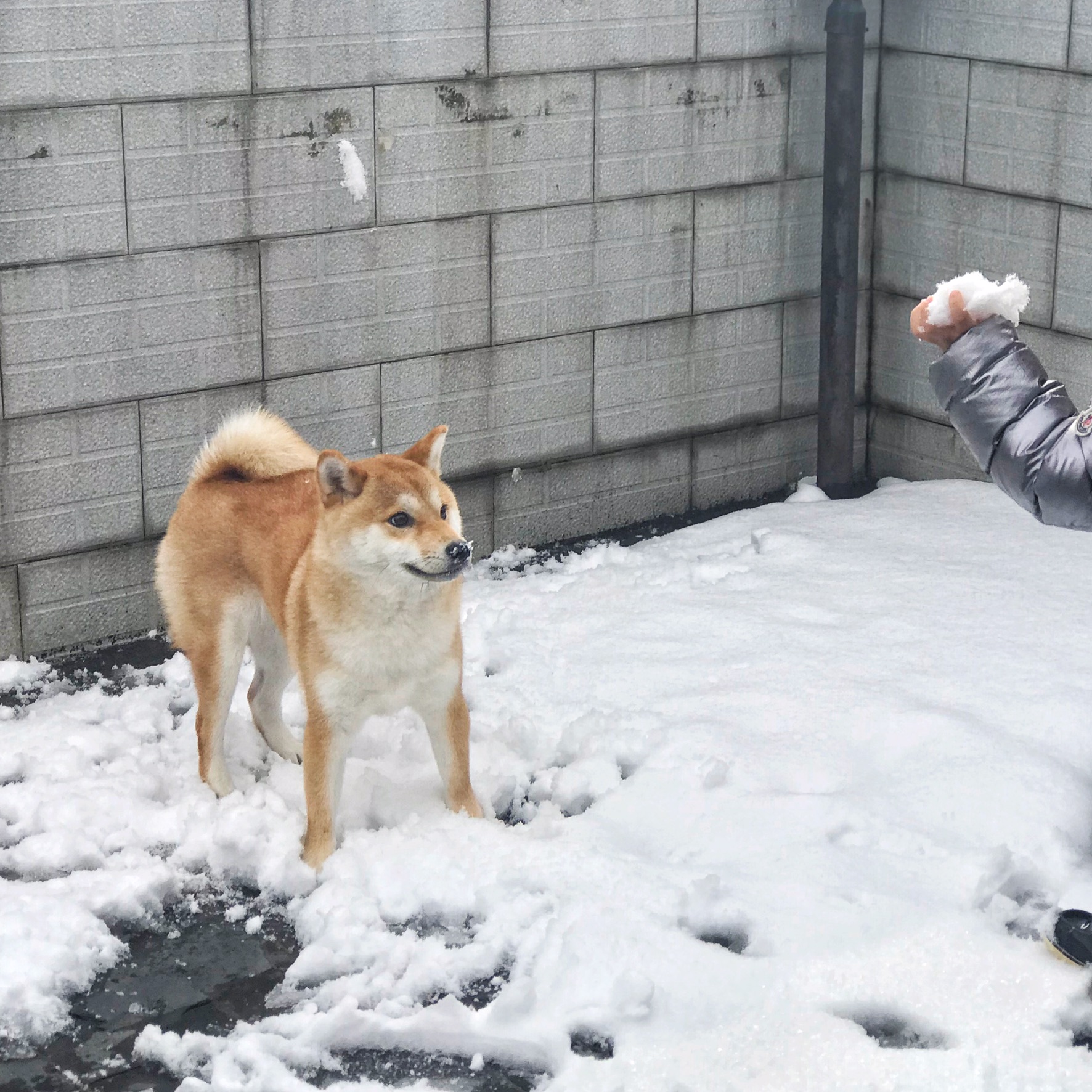 调皮的柴犬小妞!有点魅有点任性有点宠坏.