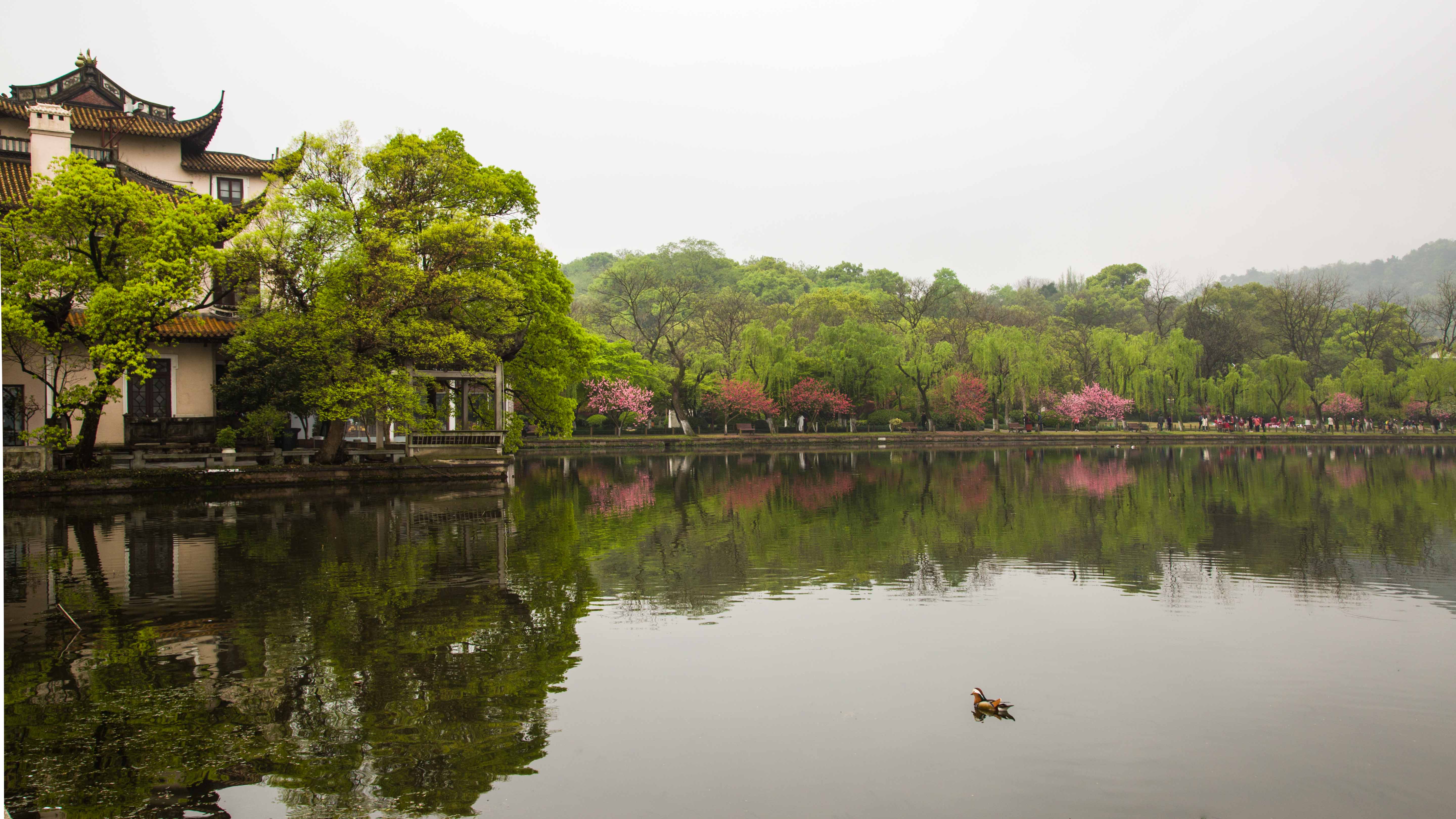 春到西湖何志生图片图片