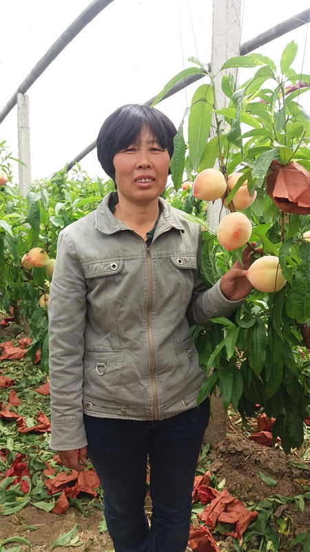 姓名:刘会玲 家庭住址:河北省唐山市乐亭县新寨镇艾台庄子村 棚桃种类