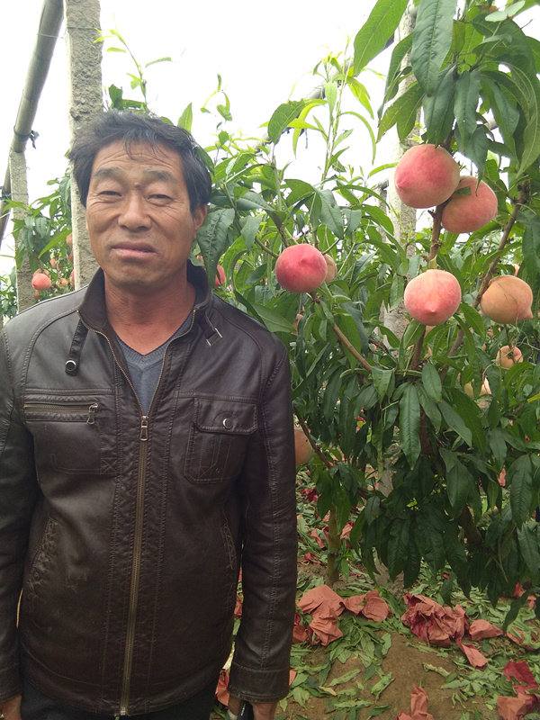 姓名:崔艳林 家庭住址:河北省唐山市乐亭县新寨镇西马村 棚桃种类