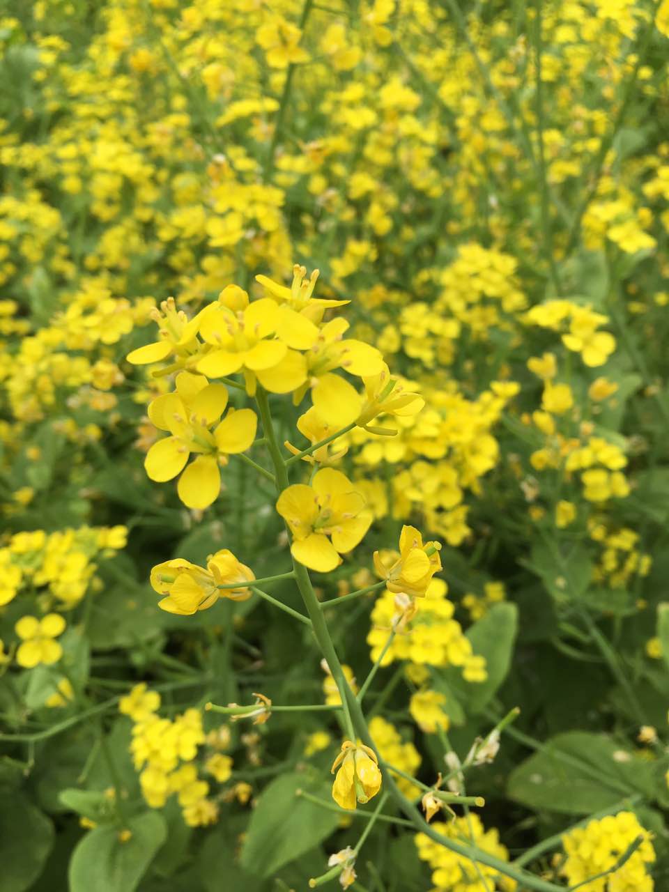 东海塘油菜花地址图片