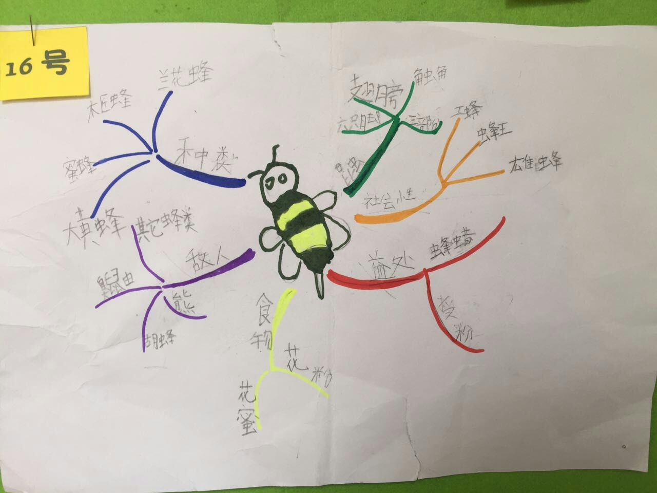 蜜蜂第二课时板书设计图片