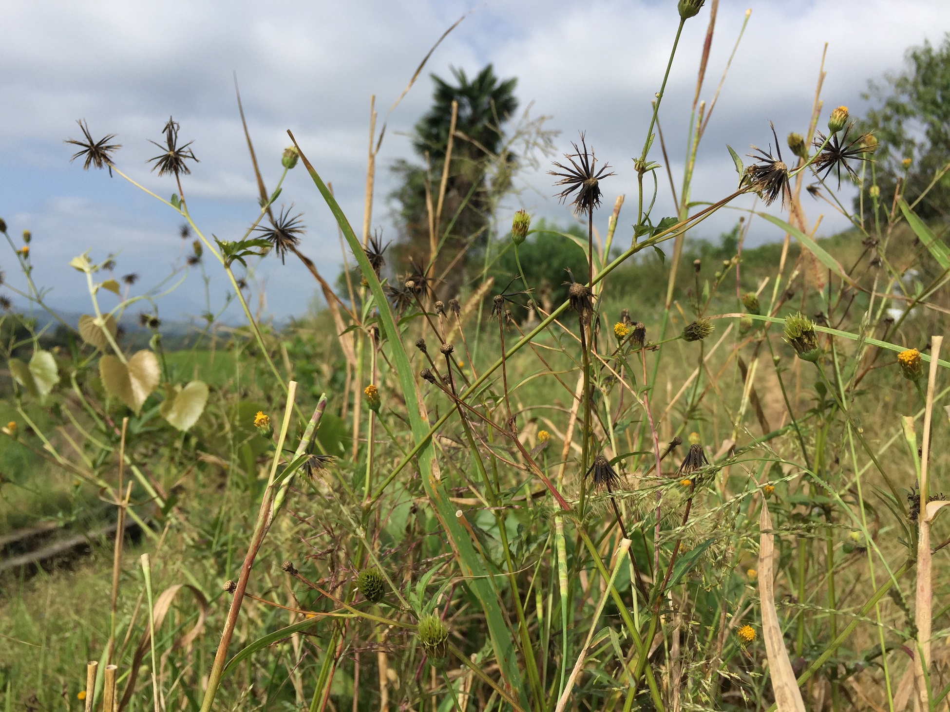 梁如静-杂草丛生