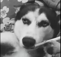 英俊优雅喜欢吹逼商业计划书的包狗子