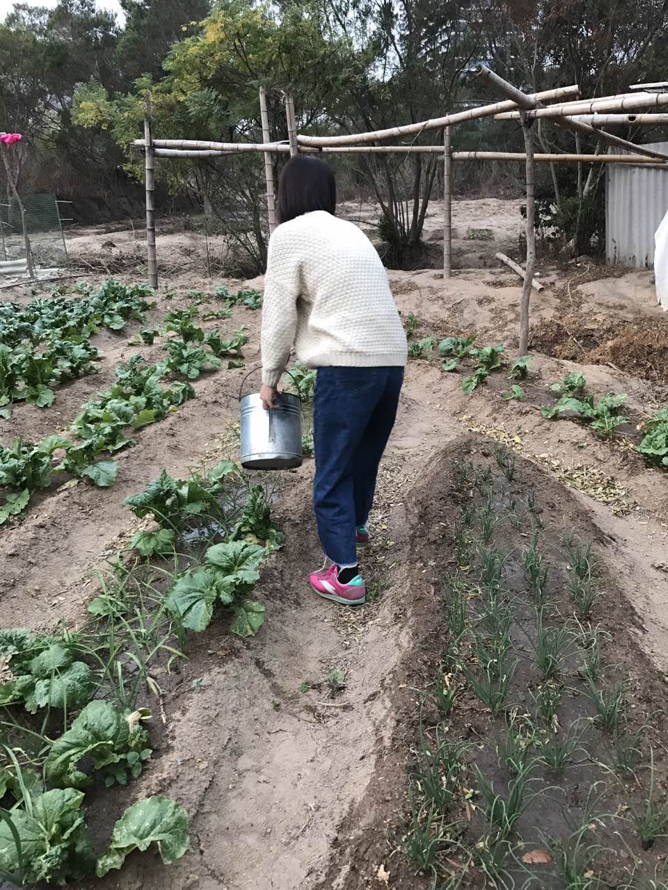 20171106高燕萍综合部浇完水除完草了