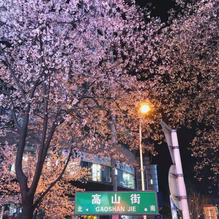 1号樱花树下