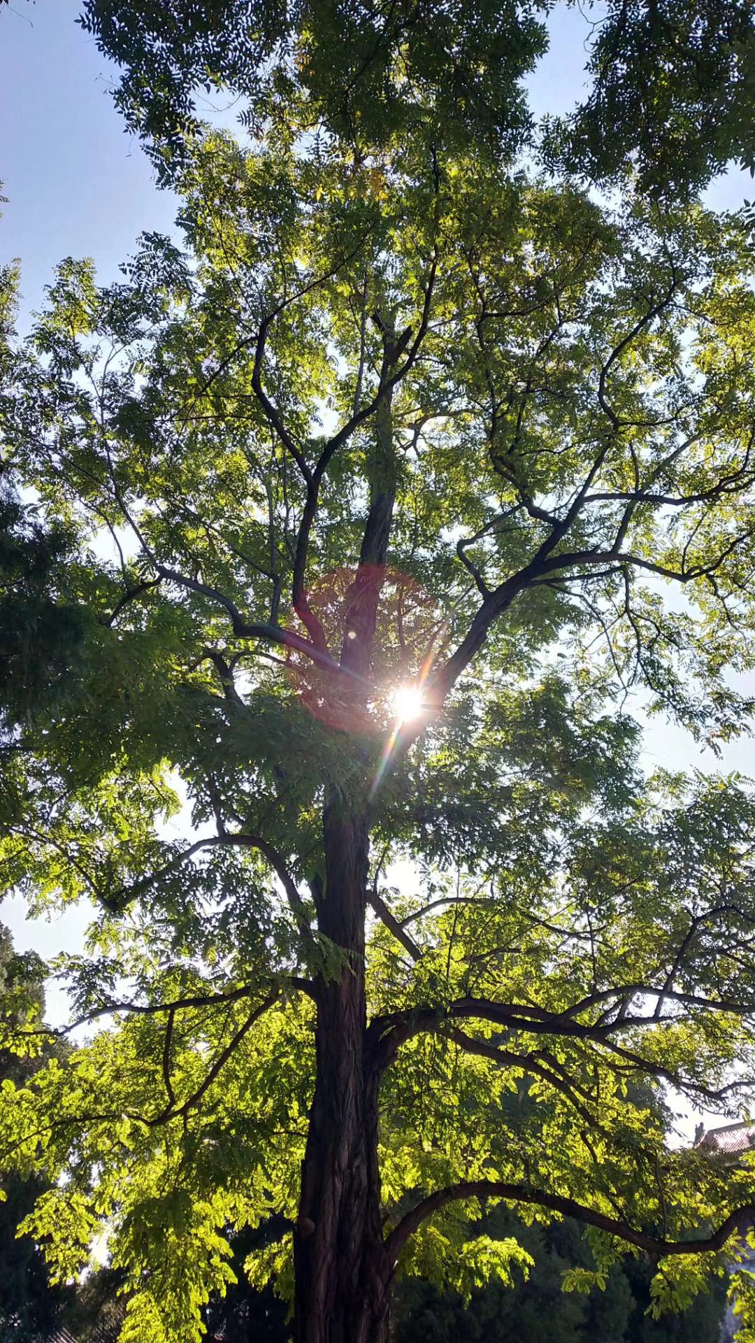 樹下的太陽