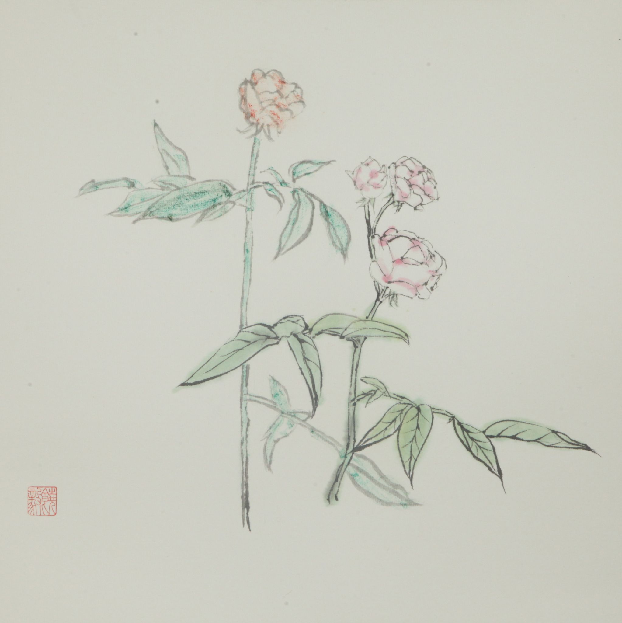 作者：饶毅，月季花