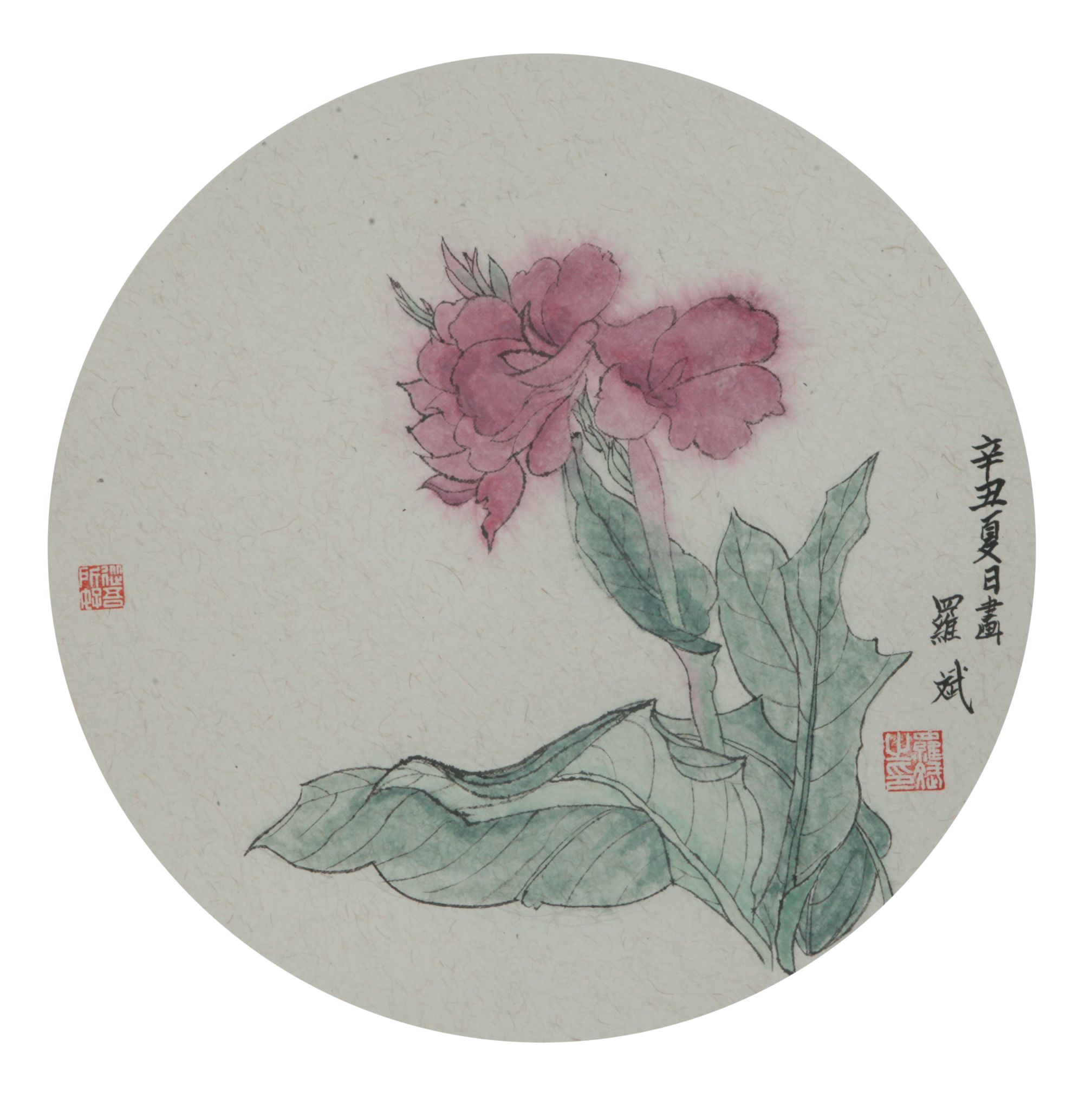 作者：罗斌，美人蕉
