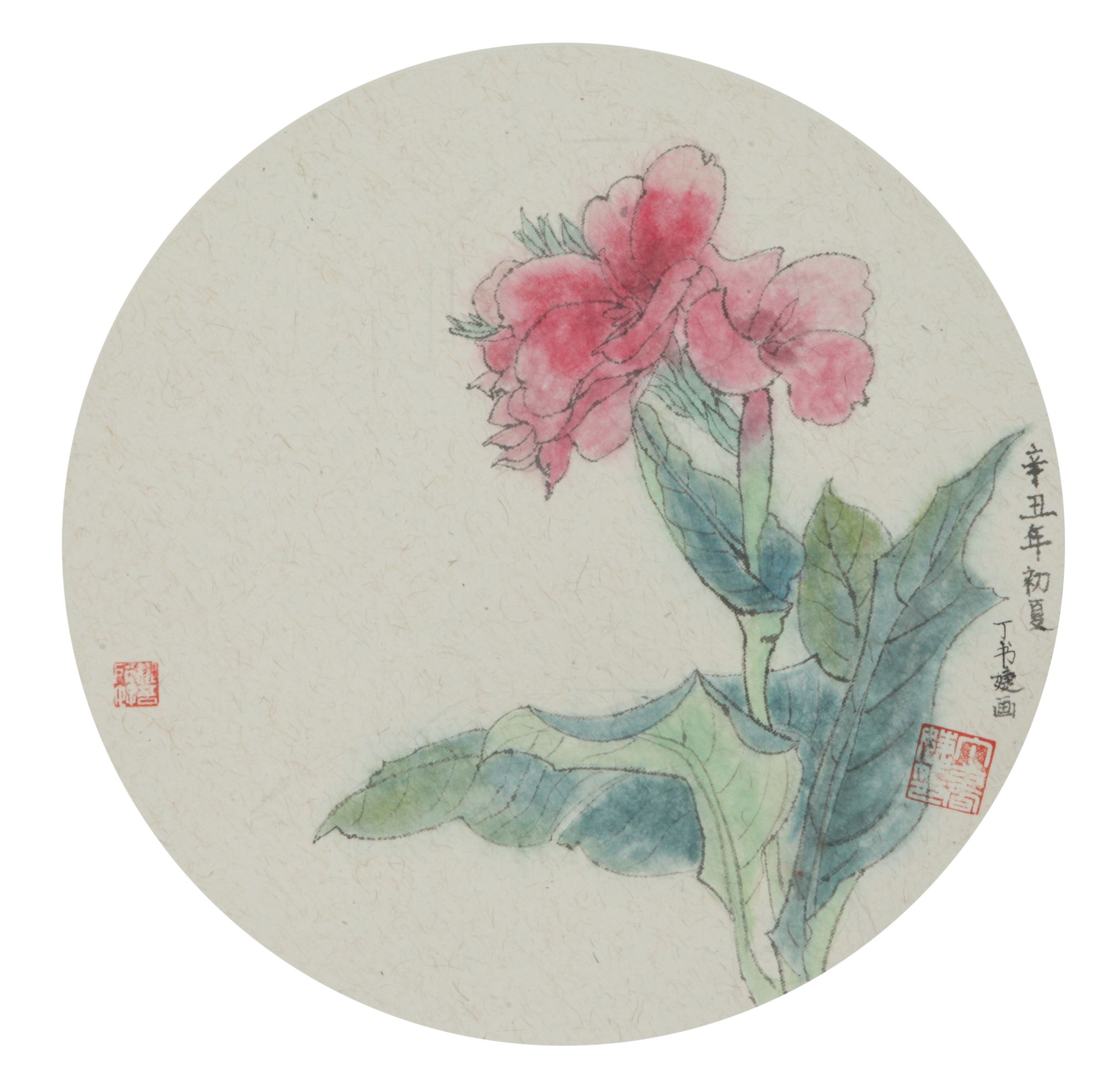 作者：丁书捷，美人蕉