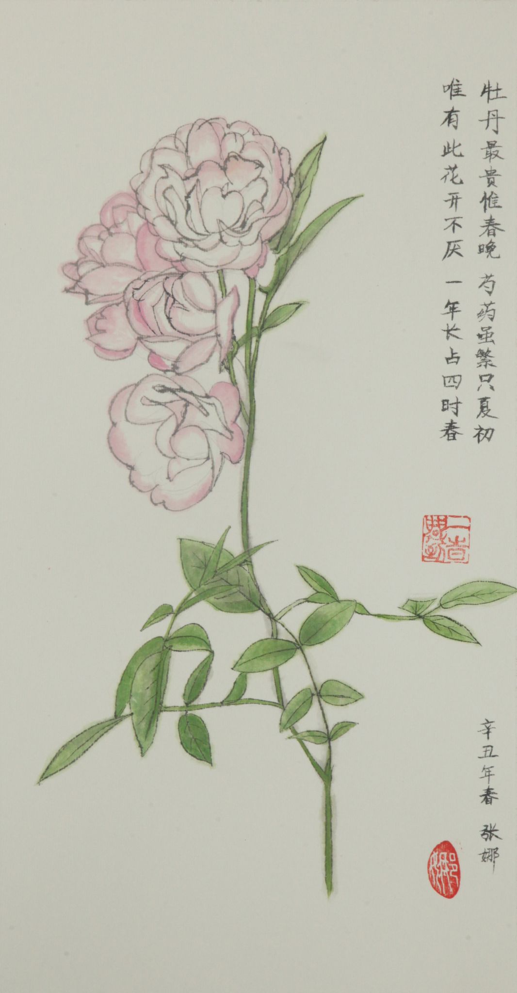 作者：张娜，月季花