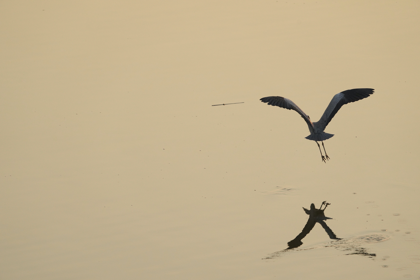 4.《觅食》-黎新光