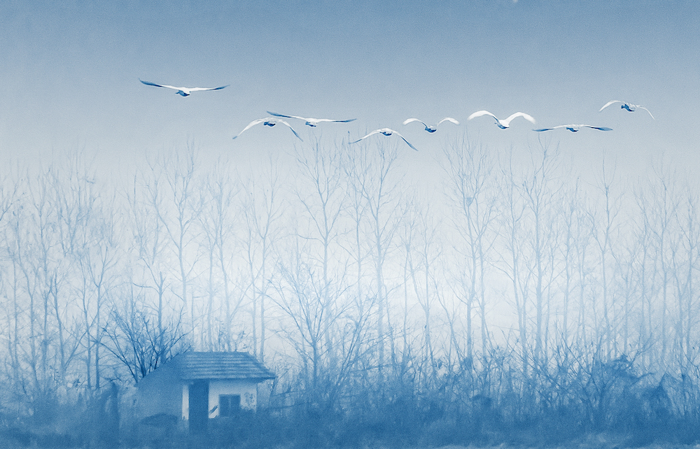 8.《天鹅的家园洞庭湖》-张菊滨