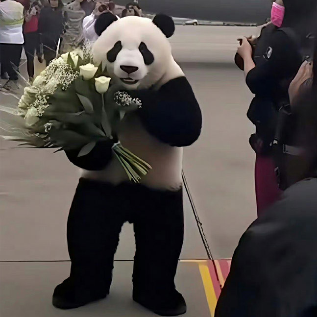 四川成都熊猫团！！！