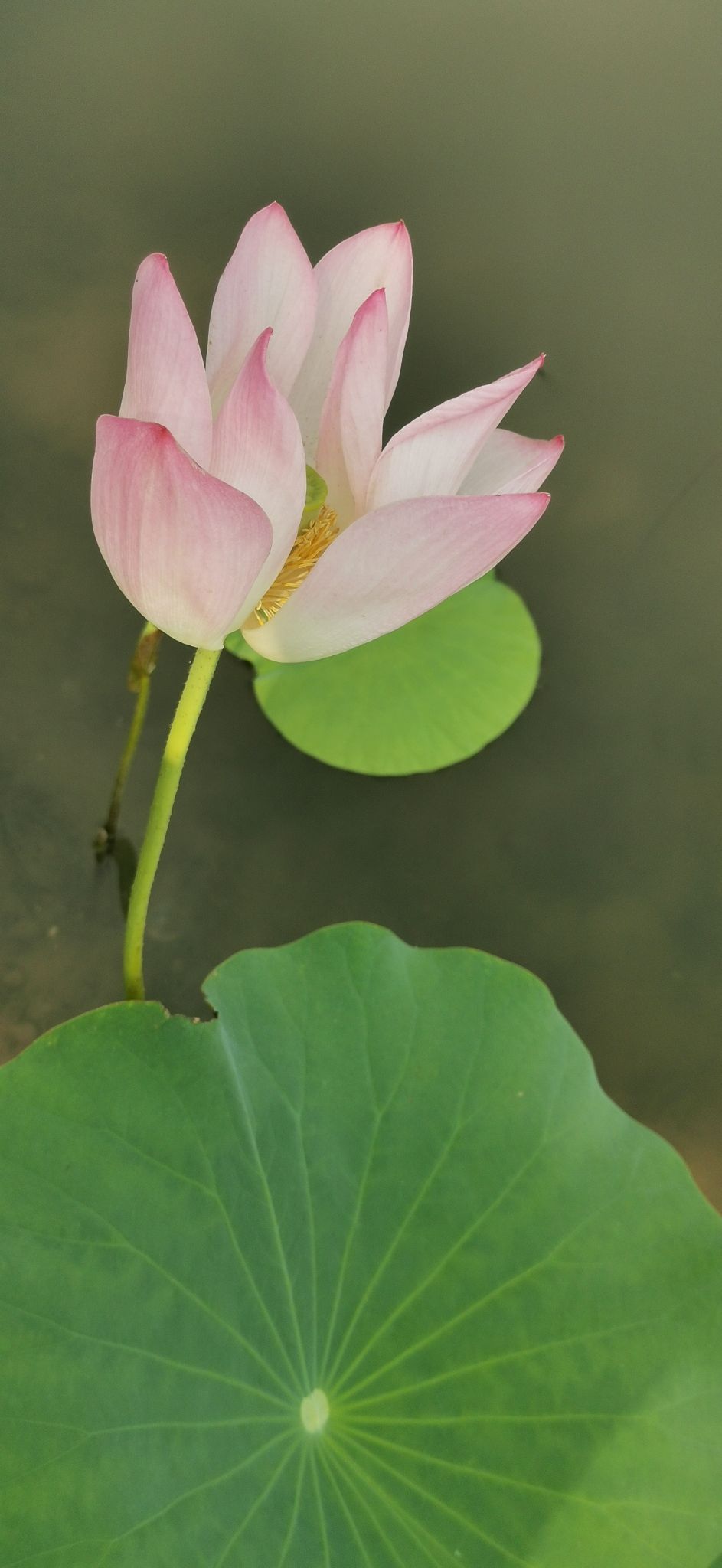 41 《香远益清》