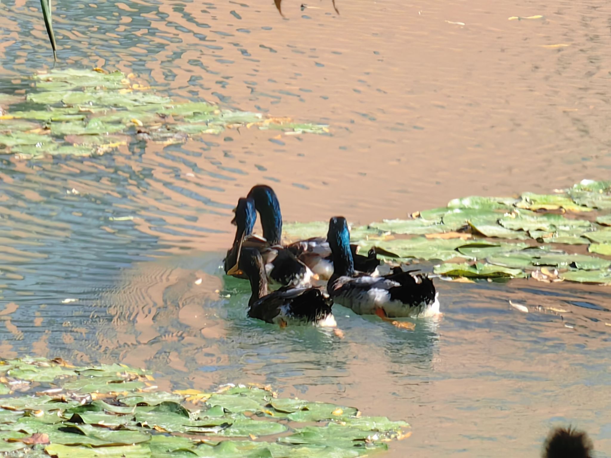 35 《快乐鸭鸭》