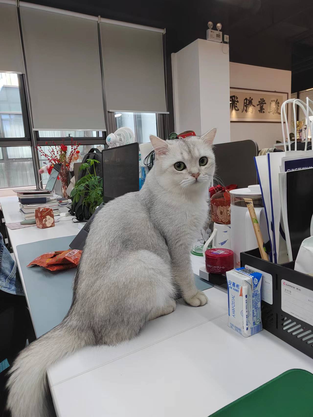 30 《翠湖团宠“来钱”》