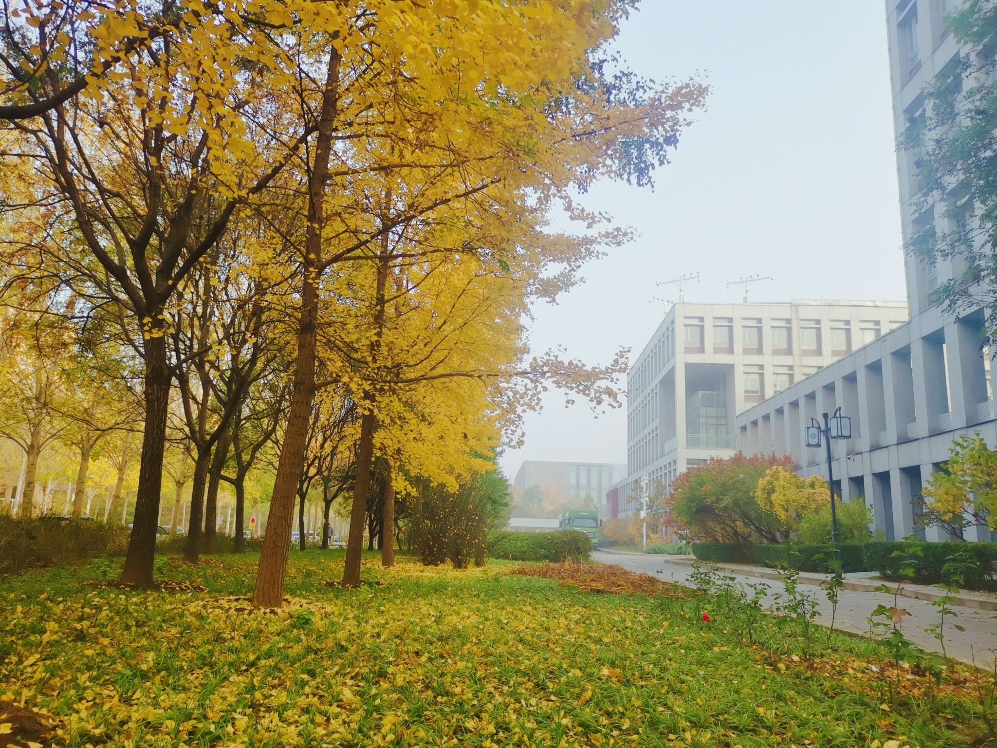 42 《银杏叶撒落成毯》